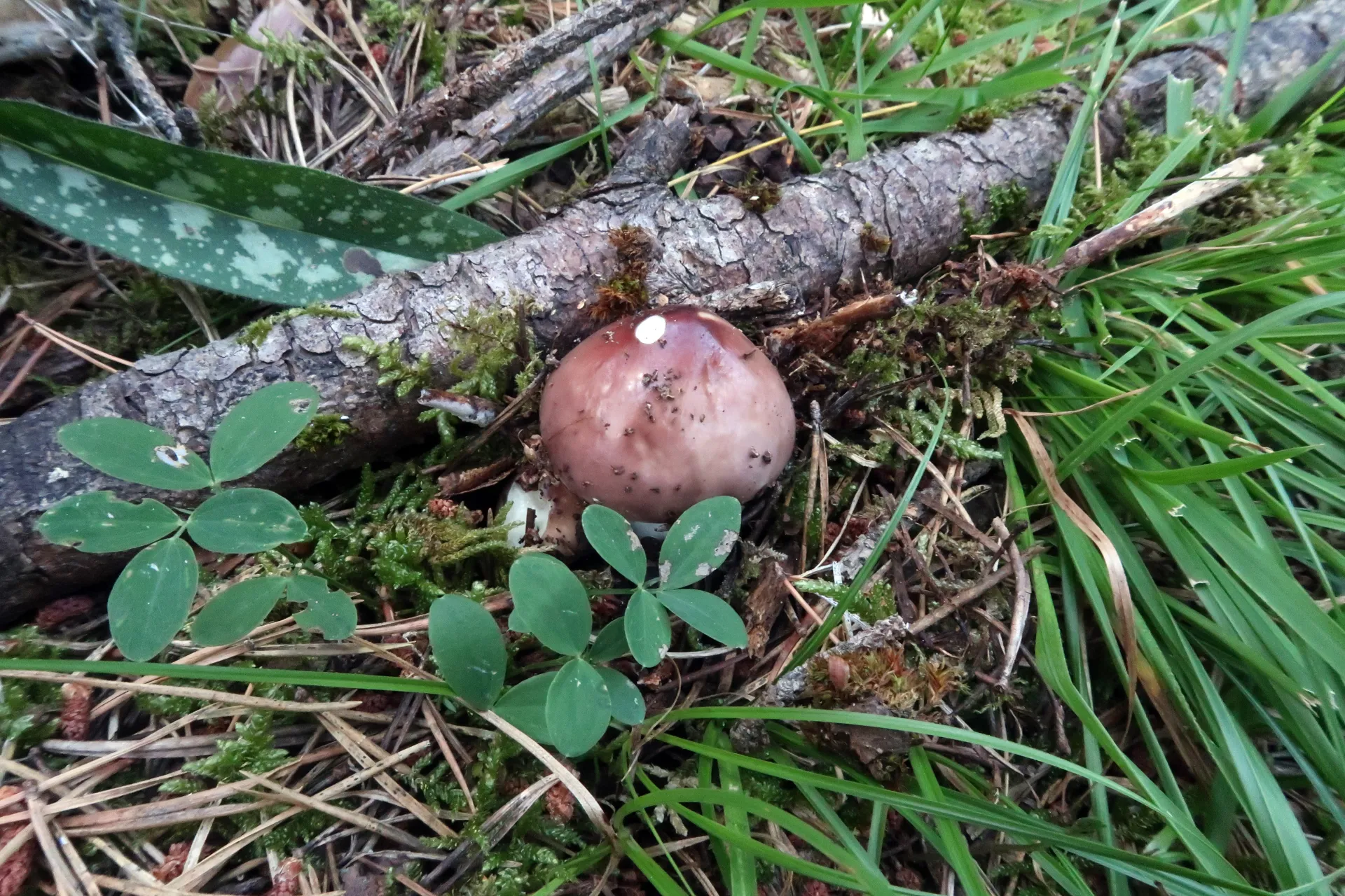 Russula amethystina - 1 - IMG_3534